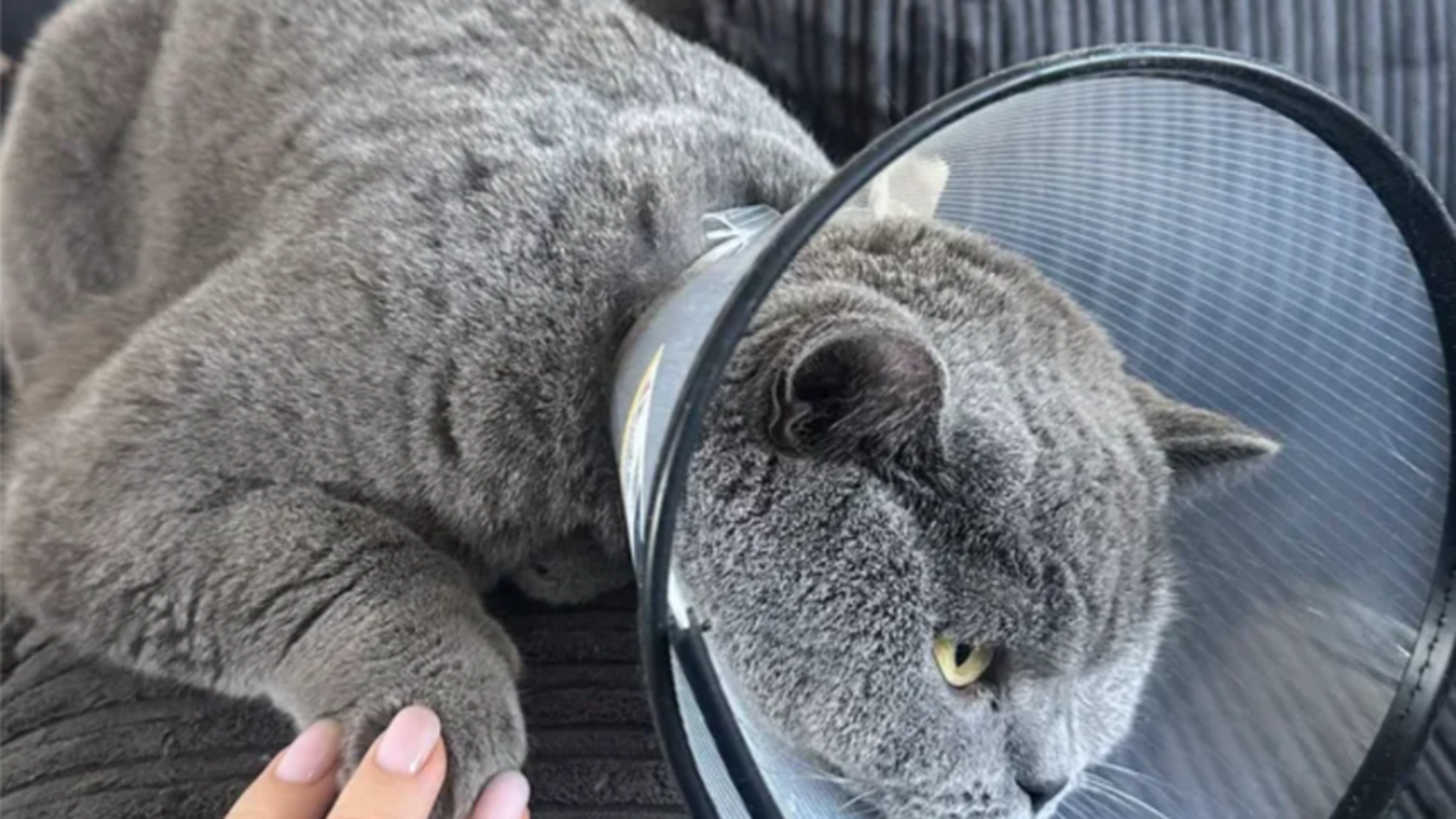 Kater Pluis eet 29 haarelastiekjes van baasje op: ’Ik schrok heel erg toen ik die röntgenfoto zag’